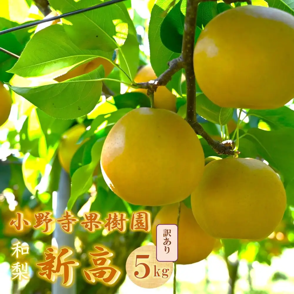 訳あり 梨「新高」約5kg（6～10玉入）【小野寺果樹園】｜訳あり 梨 ナシ こだわりの梨 フルーツ 果物 旬の梨 宮城県角田市 約5kg