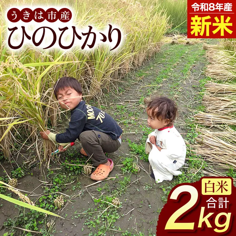 令和8年 新米 白米 ひのひかり 2kg ぶんぶんファーム