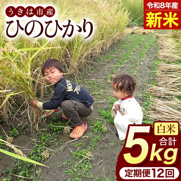 令和8年 新米 白米 ひのひかり 5kg 12ヶ月定期便 ぶんぶんファーム