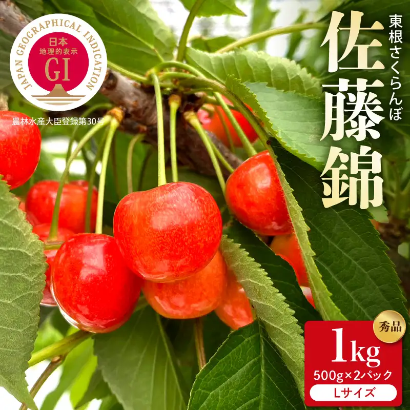 2027年産 GI東根 さくらんぼ 佐藤錦 秀品 1kg さくらんぼ