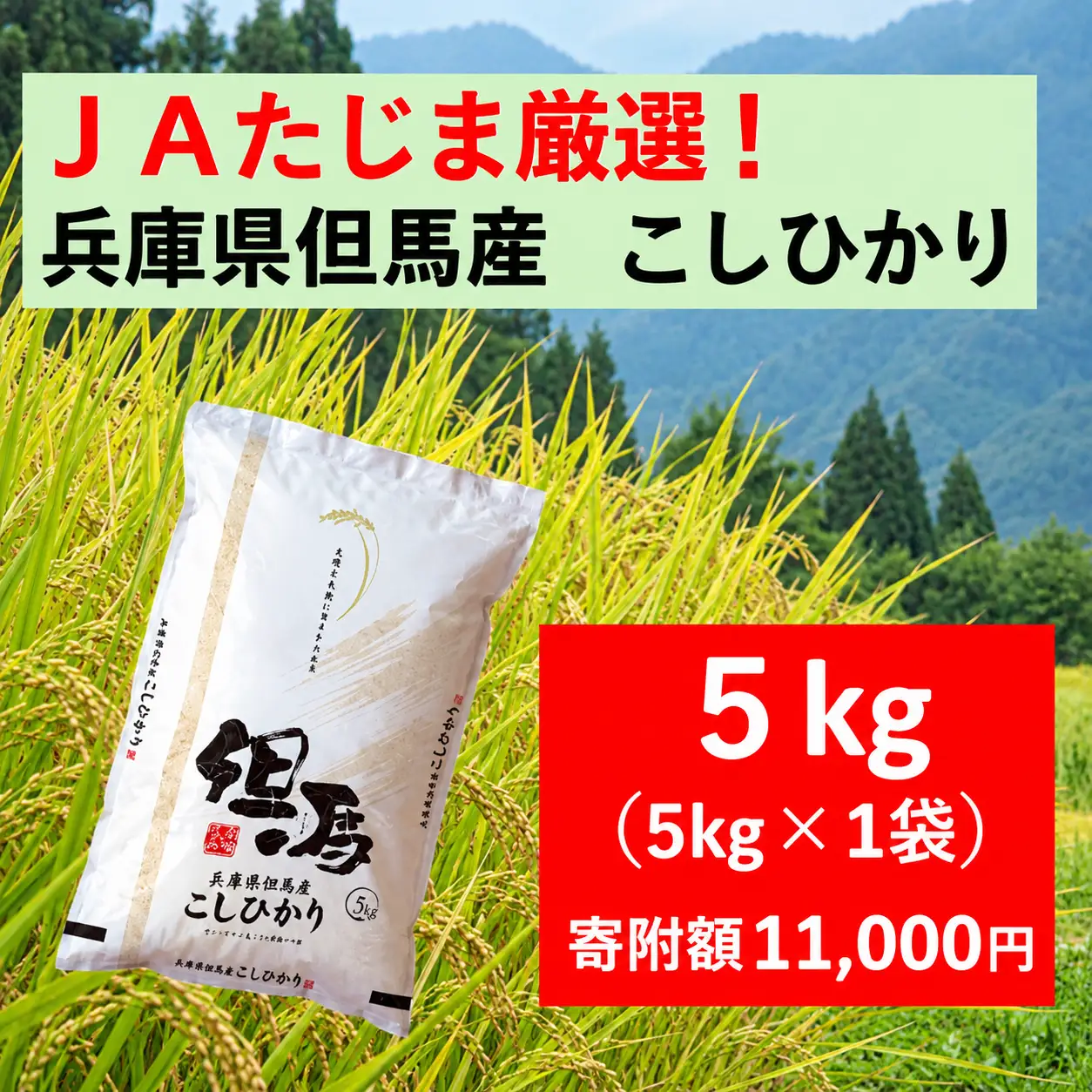令和8年産 JAたじま厳選！ 兵庫県但馬産こしひかり 5kg（5kg×1袋）AS50CA36-1　