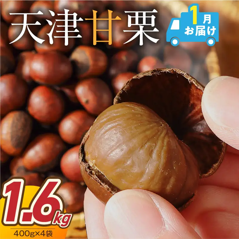 【2027年1月発送】この道50年の職人が焼く､やさしい甘みたっっっぷり！｢天津甘栗｣ 1.6kg 焼きたて 栗 くり 栗爪 殻付き お菓子 おつまみ 人気 高リピート 小分け 栗ご飯 栗きんとん 甘露煮 H045-096_Jan