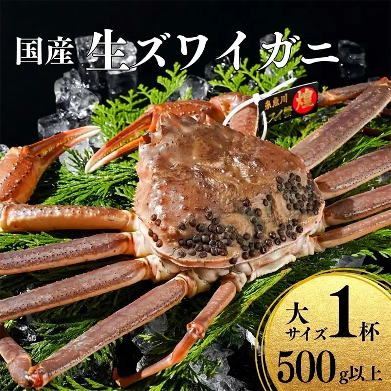 〈期間限定〉生 本ズワイガニ 500g以上×1杯 姿 生きたまま発送 生蟹 糸魚川産 鮮度抜群！獲れたて直送 ずわいがに かに 蟹 ヒスイ水産 国産 日本海 新潟 新鮮 タグ付き 11月から漁開始 ギフトにも おススメ カニ ヒスイ蟹