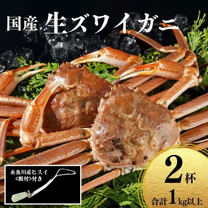 〈期間限定〉生 本ズワイガニ 500g以上×2杯 計1kg以上 《ヒスイ根付付き》 姿 生きたまま発送 生蟹 糸魚川産 鮮度抜群！獲れたて直送 ずわいがに かに 蟹 ヒスイ水産 国産 日本海 新潟 新鮮 タグ付き 11月から漁開始 ギフトにも おススメ カニ ヒスイ蟹