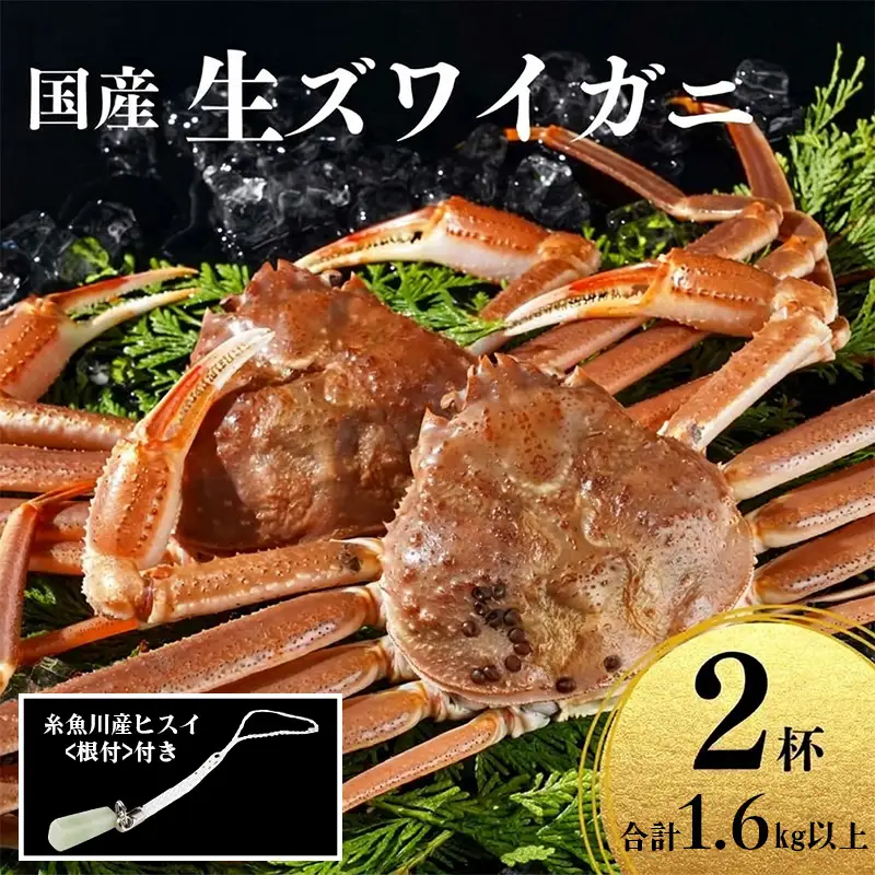 〈期間限定〉生 本ズワイガニ 800g以上×2杯 計1.6kg以上 《ヒスイ根付付き》 姿 生きたまま発送 生蟹 糸魚川産 鮮度抜群！獲れたて直送 ずわいがに かに 蟹 ヒスイ水産 国産 日本海 新潟 新鮮 タグ付き 11月から漁開始 ギフトにも おススメ カニ ヒスイ蟹