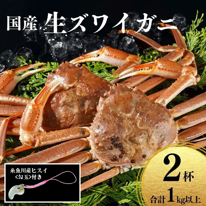 〈期間限定〉生 本ズワイガニ 500g以上×2杯 計1kg以上 《ヒスイ勾玉付き》 姿 生きたまま発送 生蟹 糸魚川産 鮮度抜群！獲れたて直送 ずわいがに かに 蟹 ヒスイ水産 国産 日本海 新潟 新鮮 タグ付き 11月から漁開始 ギフトにも おススメ カニ ヒスイ蟹