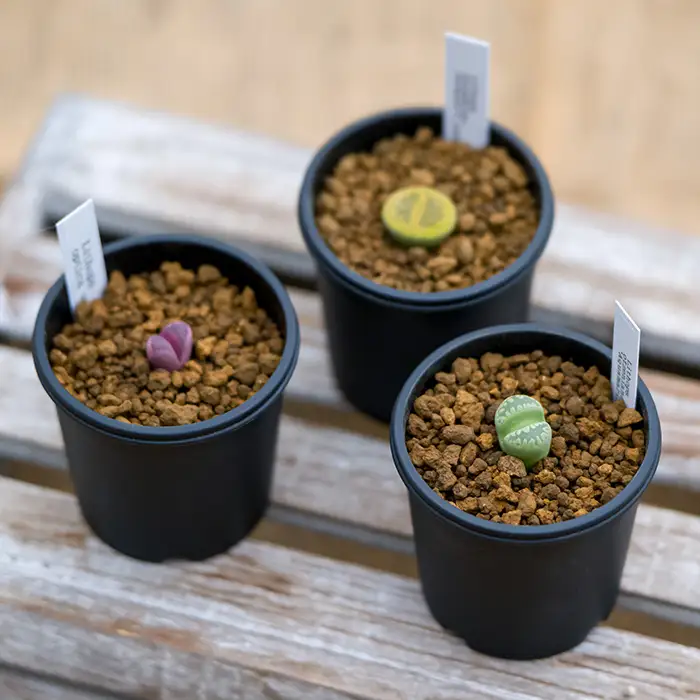 リトープス おまかせセット（3鉢） 多肉植物 観葉植物 植物 ランダム ミニサイズ 装飾 インテリア 小物 趣味 自然 緑 ガーデニング 園芸 ポット かわいい 【中村ファーム】sh242