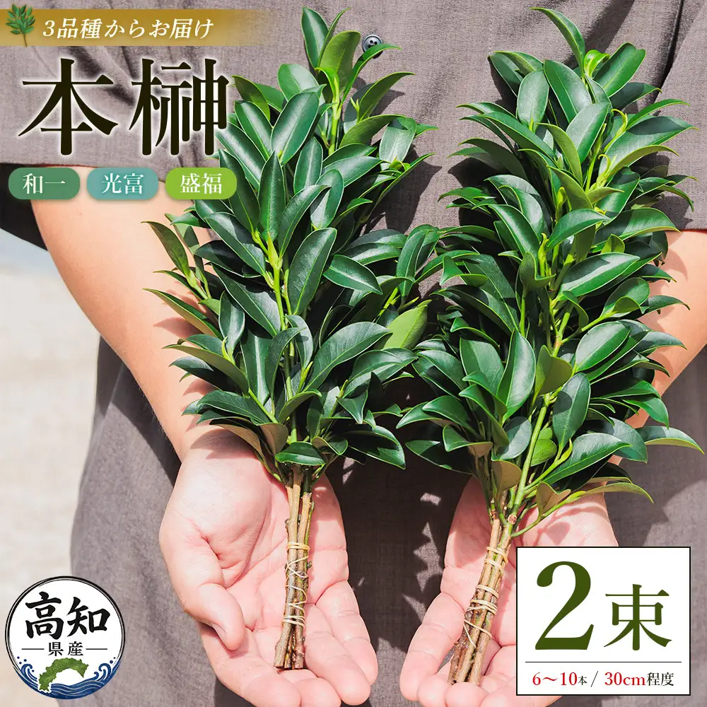 国産 本榊 ２束（6～10本）ht-0001