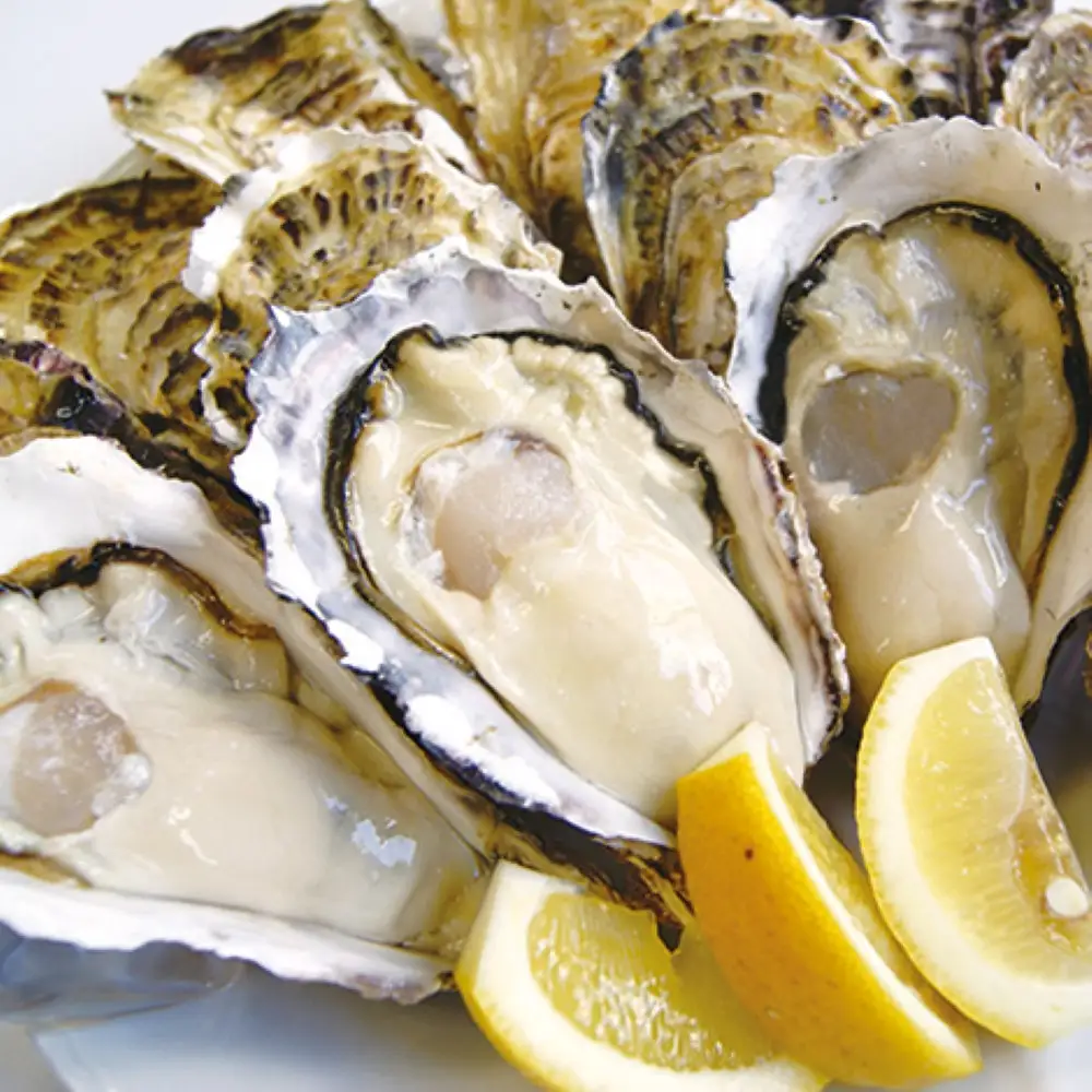 【マルヒロ水産】広島県産殻付かき 20個　11月下旬から発送