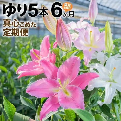 【6か月間】毎月届く四万十町産のゆり5本の定期便 Sosy-A02