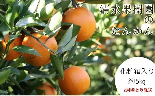 ＜2027年1月下旬より発送＞清水果樹園のたんかん約5kg(化粧箱入り)