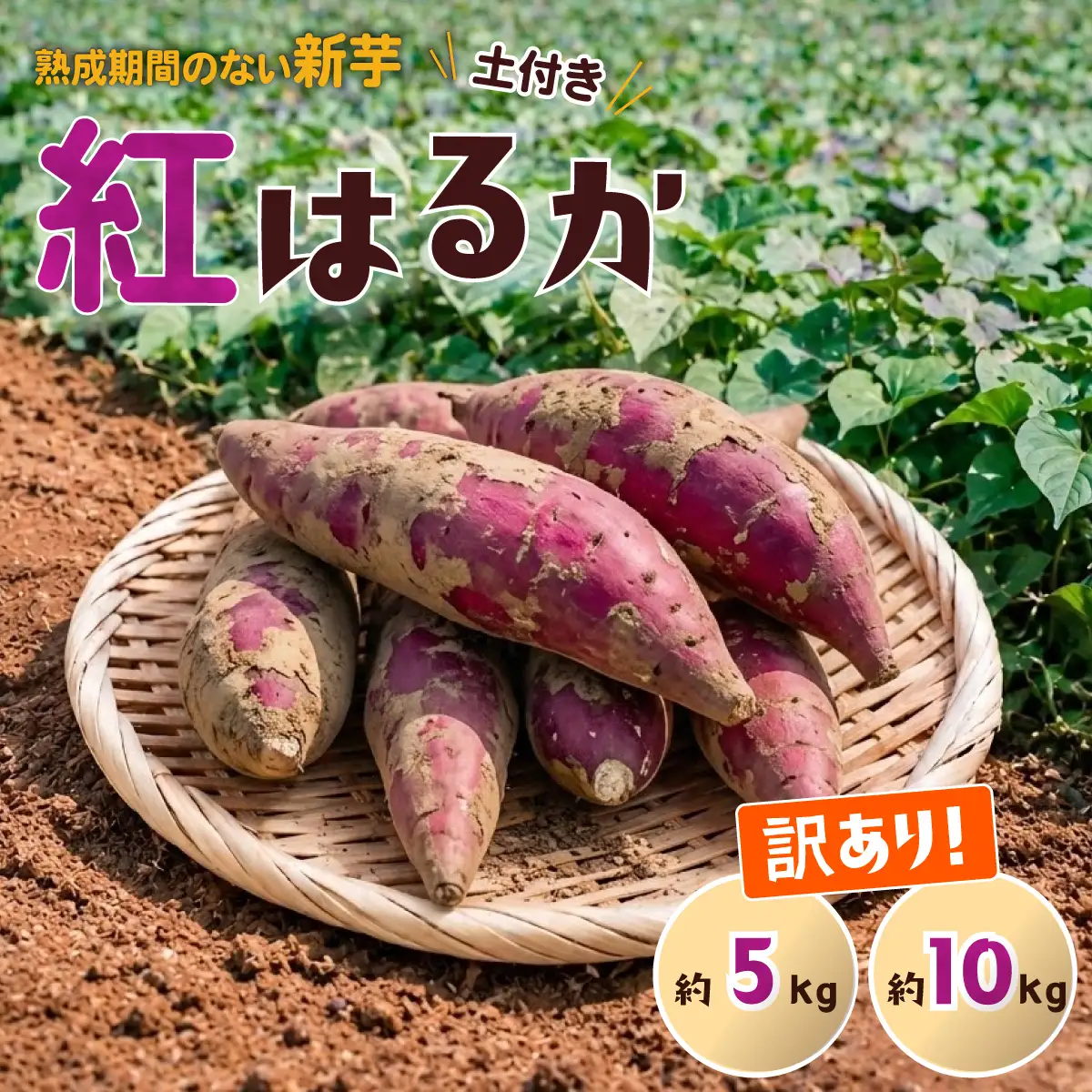 さつまいも 紅はるか サツマイモ 訳あり 10kg