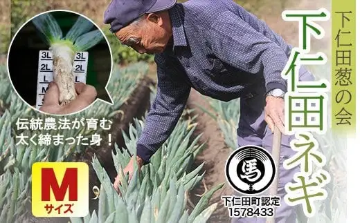 下仁田葱の会の下仁田葱（Mサイズ） とろける 甘い ねぎ ネギ 王様ねぎ 殿様ねぎ 特産 栄養たっぷり ブランド 上州ねぎ すきやき F21K-587