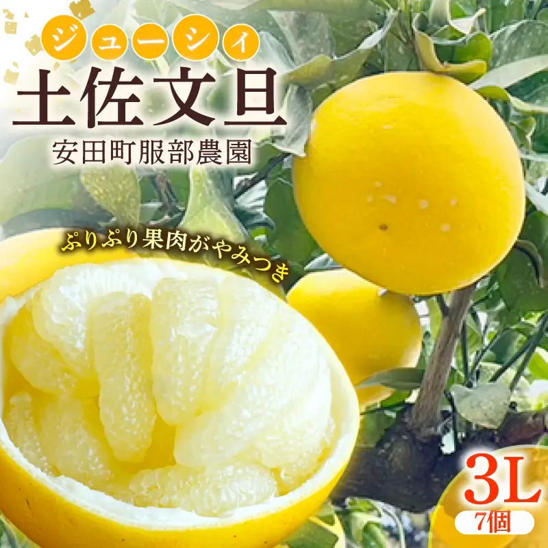 土佐文旦 服部農園 3Ⅼ 7個 HT0010
