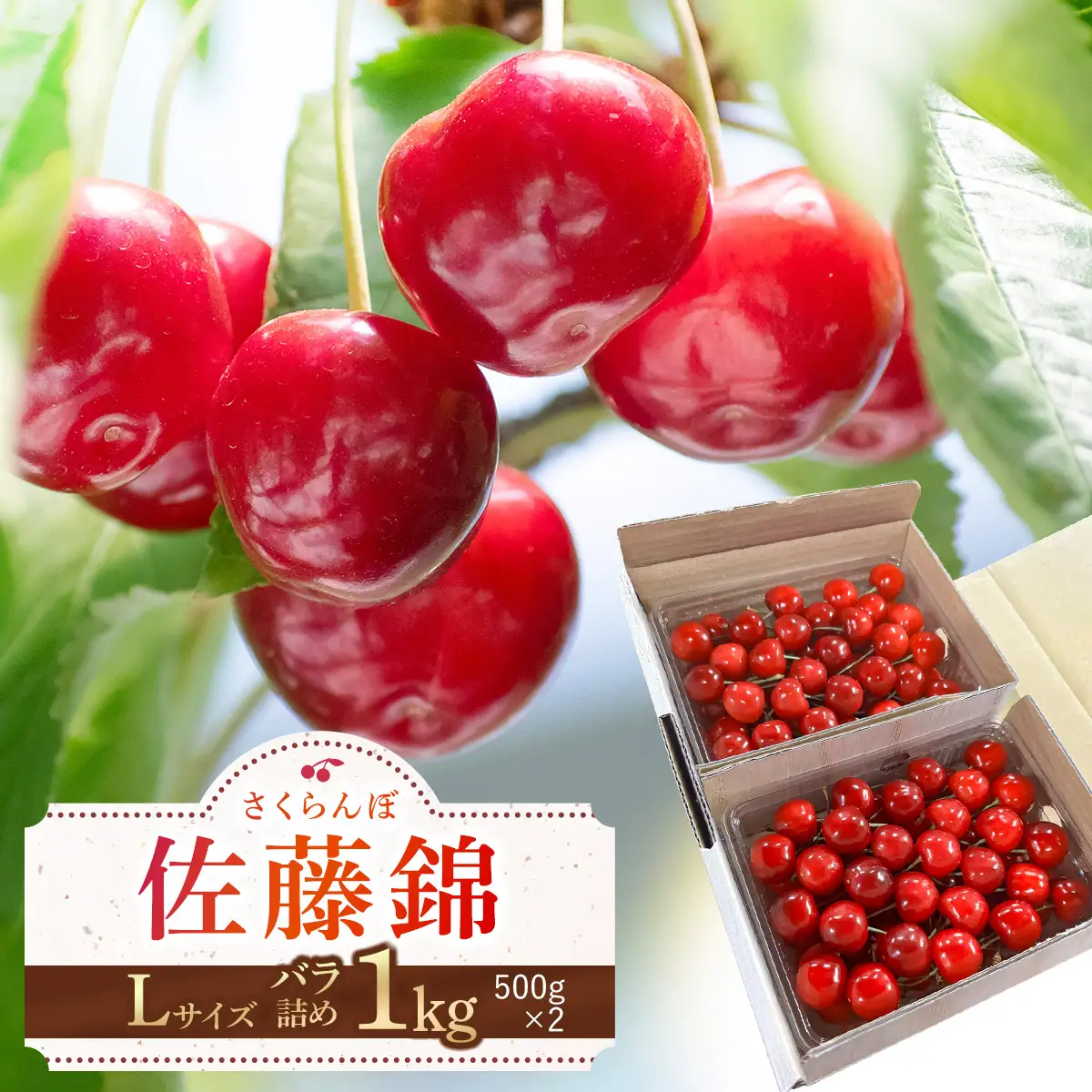 令和9年産 さくらんぼ 佐藤錦 Lサイズ以上 バラ1kg(500g×2) K-966 山形県鶴岡産 利右衛門ファーム