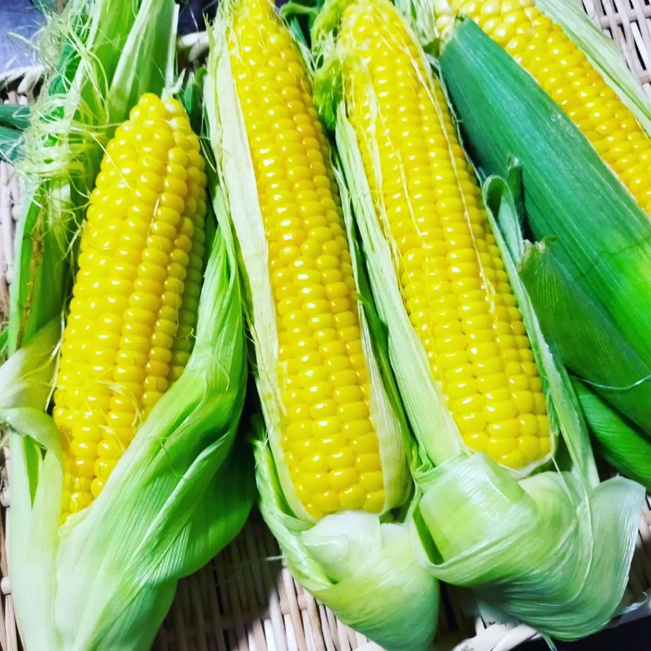 【イエロー20本入】國吉農園の朝採れとうもろこし　チョコより甘い！生で食べられる大山の恵み KN-09