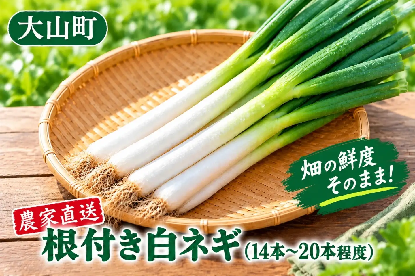 畑の鮮度そのまま!農家直送 根付き白ネギ3kg(14~20本程度) KN-23