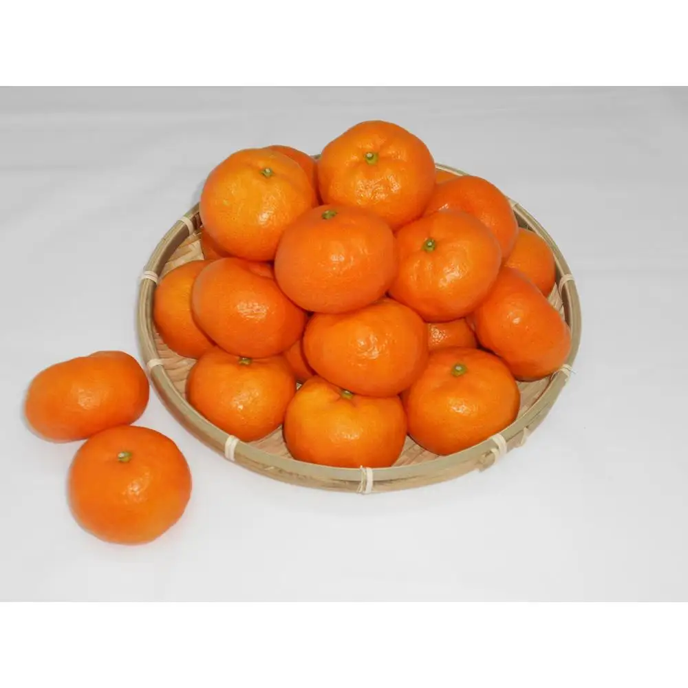紀州完熟みかん 10kg（M又はL）