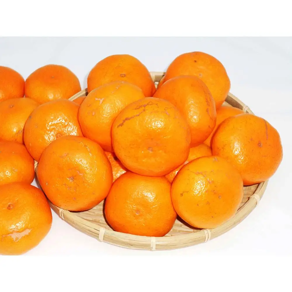 紀州完熟みかん 10kg（家庭用M又はＬ）