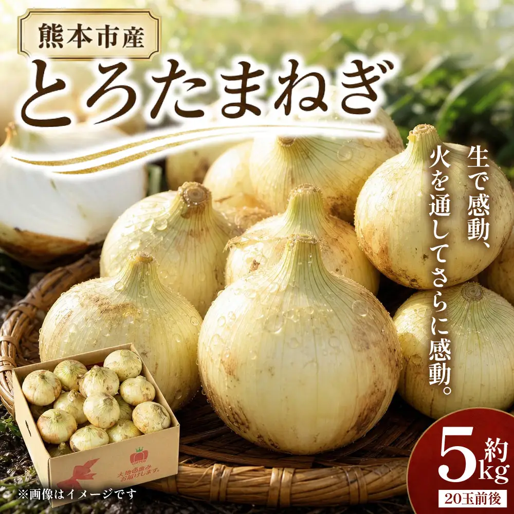 熊本市産 とろたまねぎ 約5kg （ 20玉前後 ） 玉ねぎ 塩玉ねぎ とろたま 野菜 甘み ジューシー 国産 熊本県産 旬の野菜 サラダ マリネ 炒め物 スープ 【 2027年3月下旬～5月下旬発送予定 】