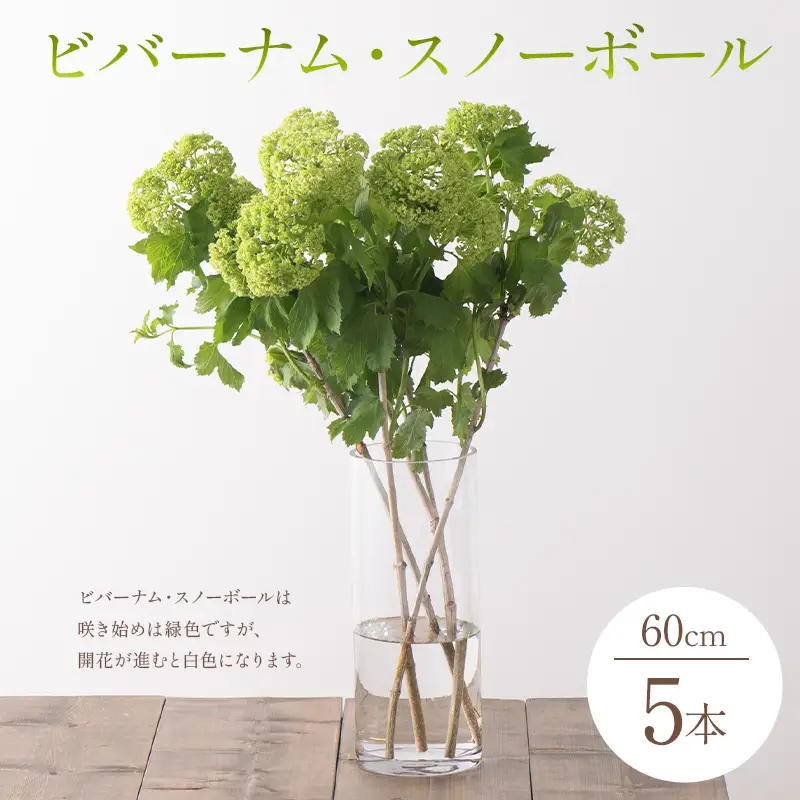 【2027年4月より順次発送】ビバーナム・スノーボール(60cm) 計5本 F2Y-7079