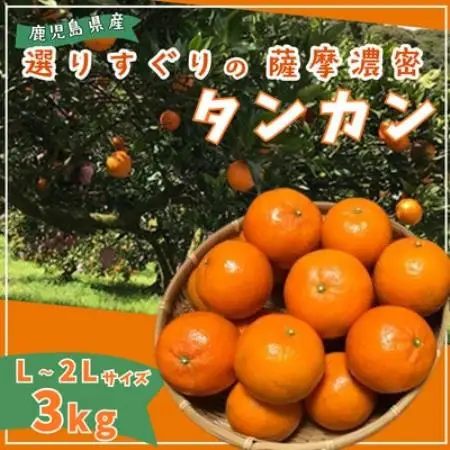 【2027年2月中旬頃より順次発送】選りすぐり薩摩濃密タンカン 3kg【1784705】