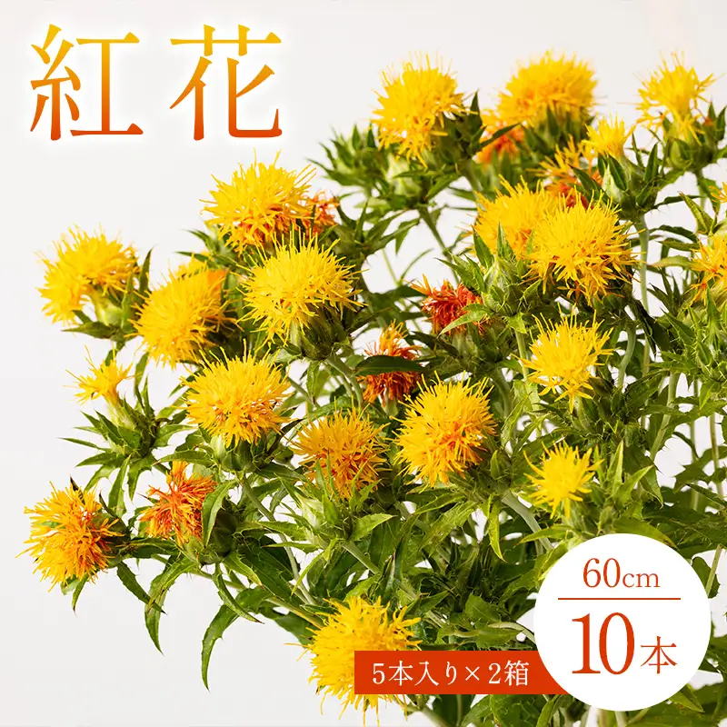 【2027年7月より順次発送】紅花(60cm) 5本入り×2箱 F2Y-7083
