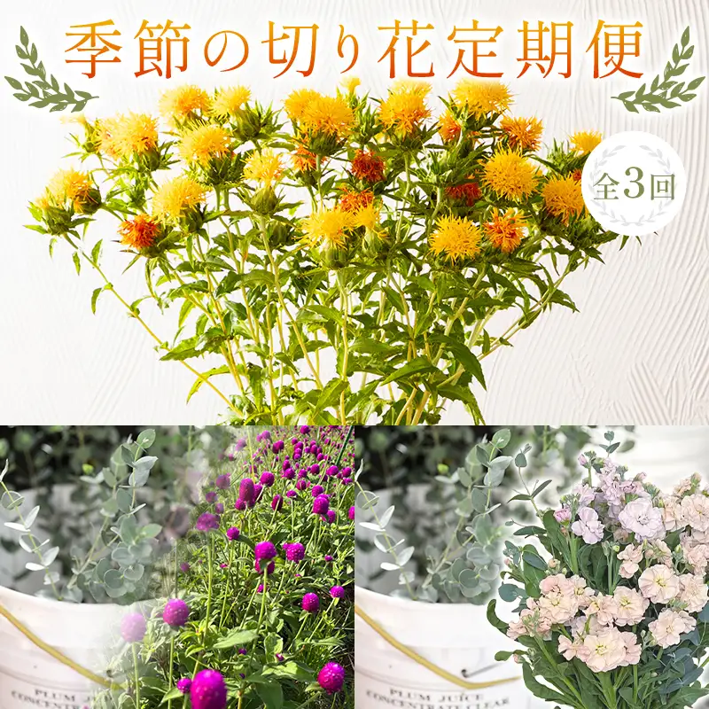 【2027年先行予約】【定期便3回】季節の切り花定期便(7月紅花、9月ユーカリ＆千日紅、11月ストック＆ユーカリ) F2Y-7084