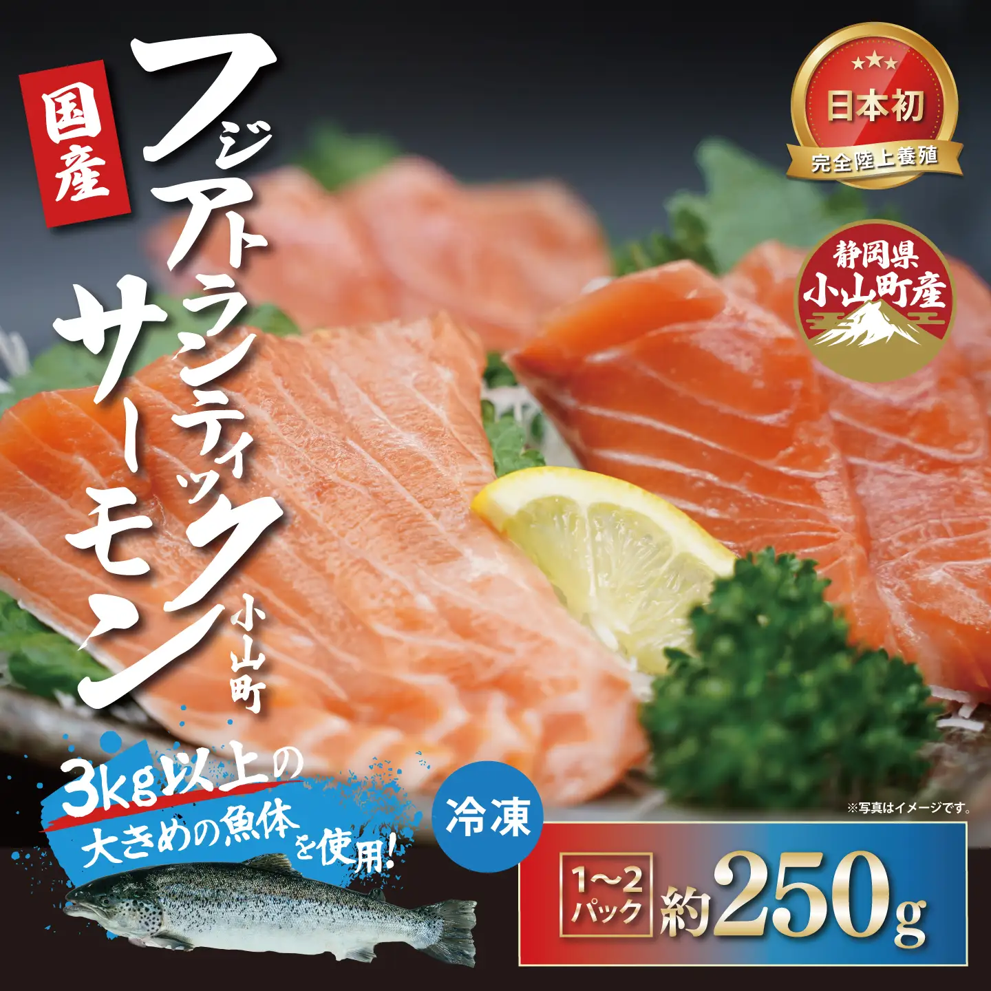 国産サーモン 冷凍 1～2P 約250g（魚体大きめ） サーモン