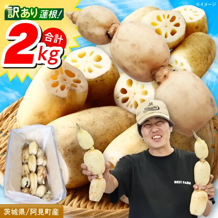 訳あり れんこん 2kg 蓮根 レンコン 野菜 エコ栽培 国産 茨城県産 茨城県 阿見町 新鮮 農家直送 産地直送 （89-03）