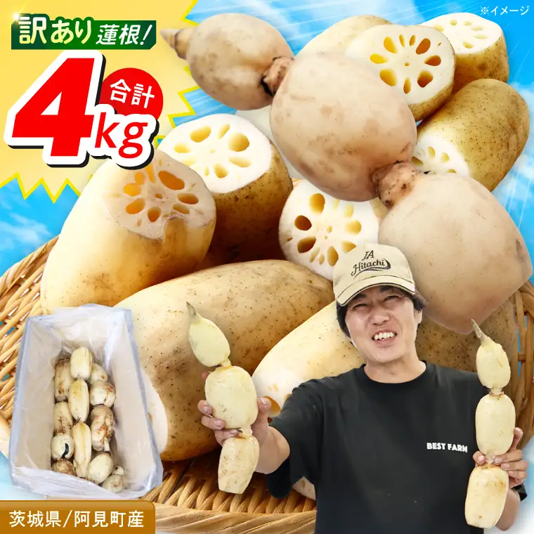 訳あり れんこん 4kg 蓮根 レンコン 野菜 エコ栽培 国産 茨城県産 茨城県 阿見町 新鮮 農家直送 産地直送 （89-04）