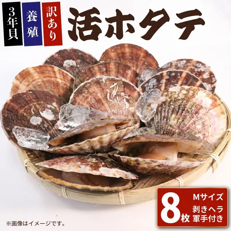訳あり 活ホタテMサイズ 8枚(10cm~11cm) 軍手 ヘラ付き