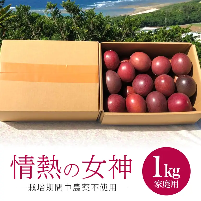 【先行予約 2027年発送】沖縄情熱農園 農薬不使用栽培 パッションフルーツ 「情熱の女神」 1kg （家庭用） 沖縄 家庭用 甘味 酸味 追熟 フルーツ 果物 トロピカル 南国 スイーツ デザート βカロテン ビタミン 葉酸 国産 糸満市