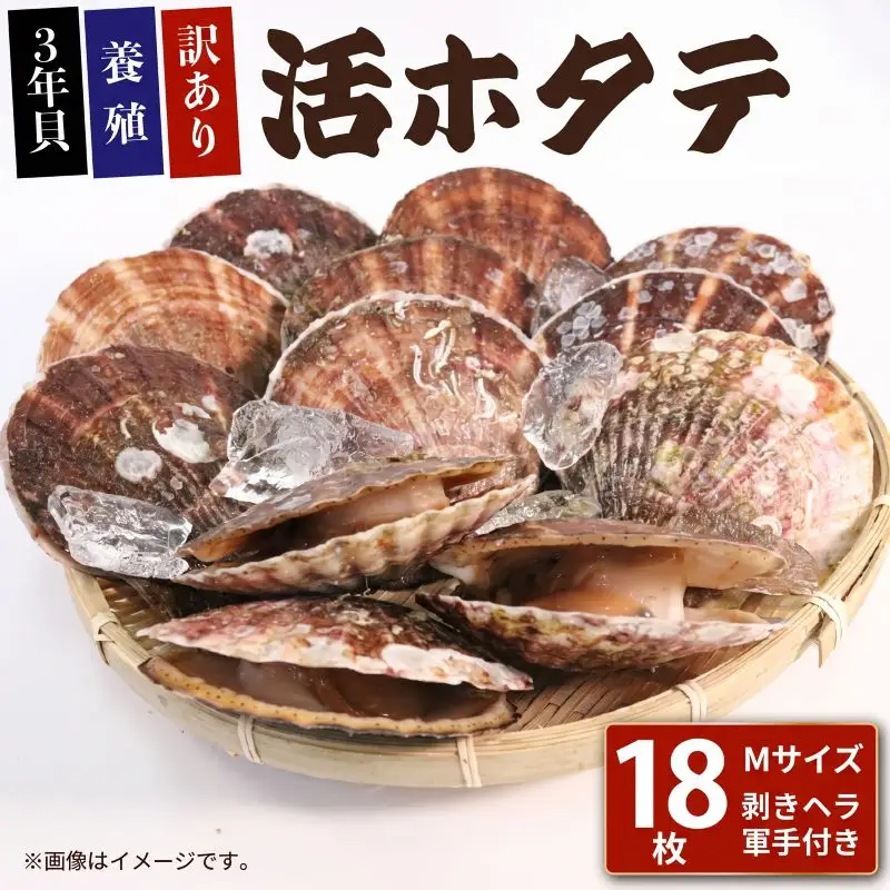 訳あり 活ホタテMサイズ 18枚(10cm~11cm) 軍手 ヘラ付き
