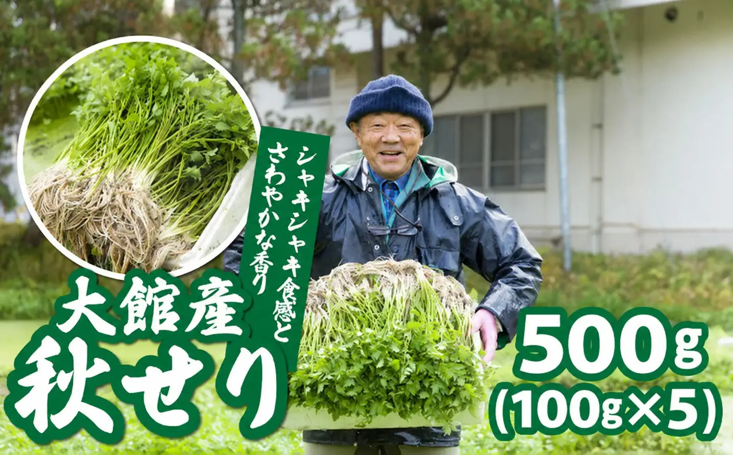 【ふるさと納税】秋セリ 100g × 5 55P079001 【赤坂実】