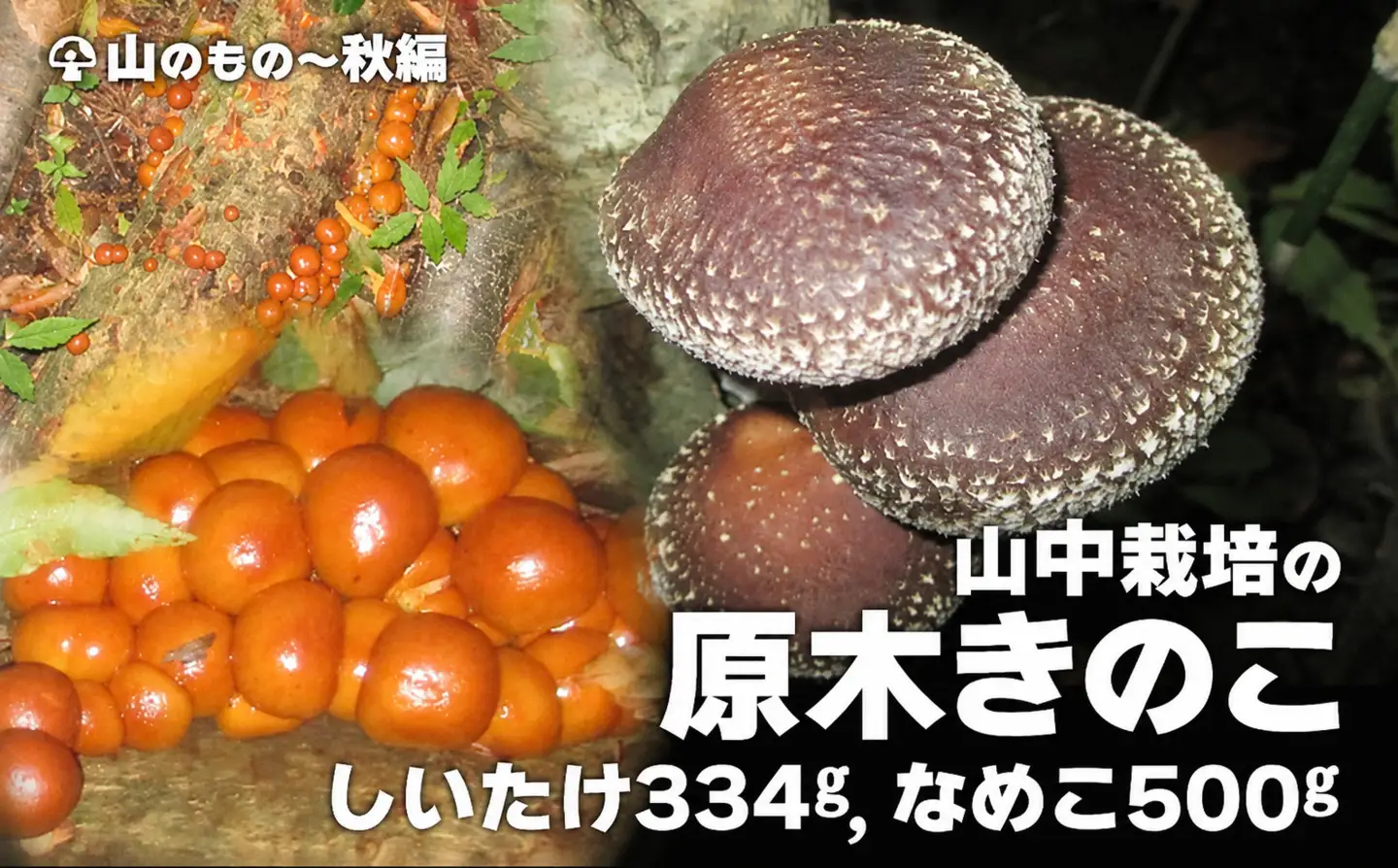 山中栽培の原木きのこ ２点セット 75P079004 【赤坂実】
