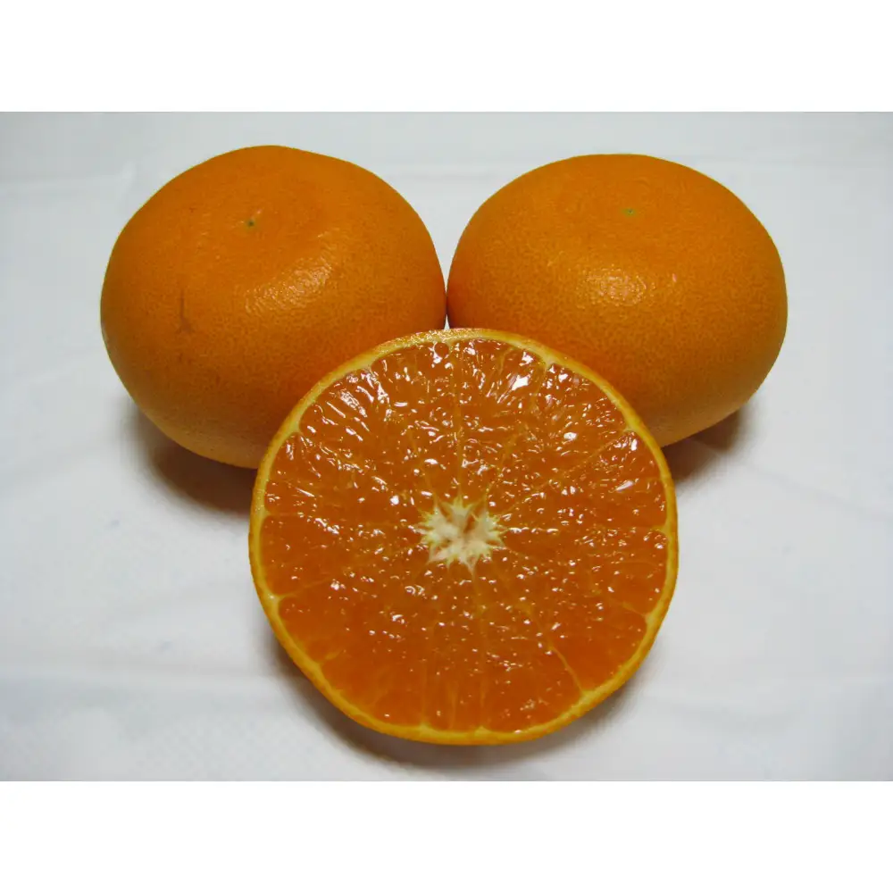 せとか　約２kg（2月上旬以降発送）