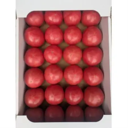 京都城陽 望月農園 完熟トマト約3.5kg(24～30個)【1736940】