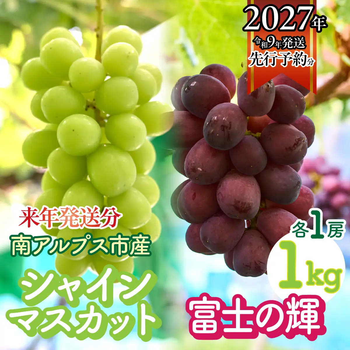 ＜2027年発送先行予約＞シャインマスカットと富士の輝　各1房 1kg ALPFK003