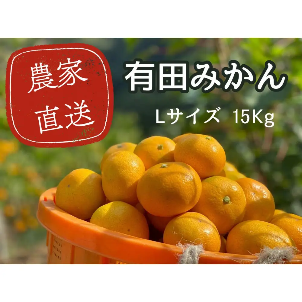 有田みかん L 15kg 贈答用 乳酸菌栽培