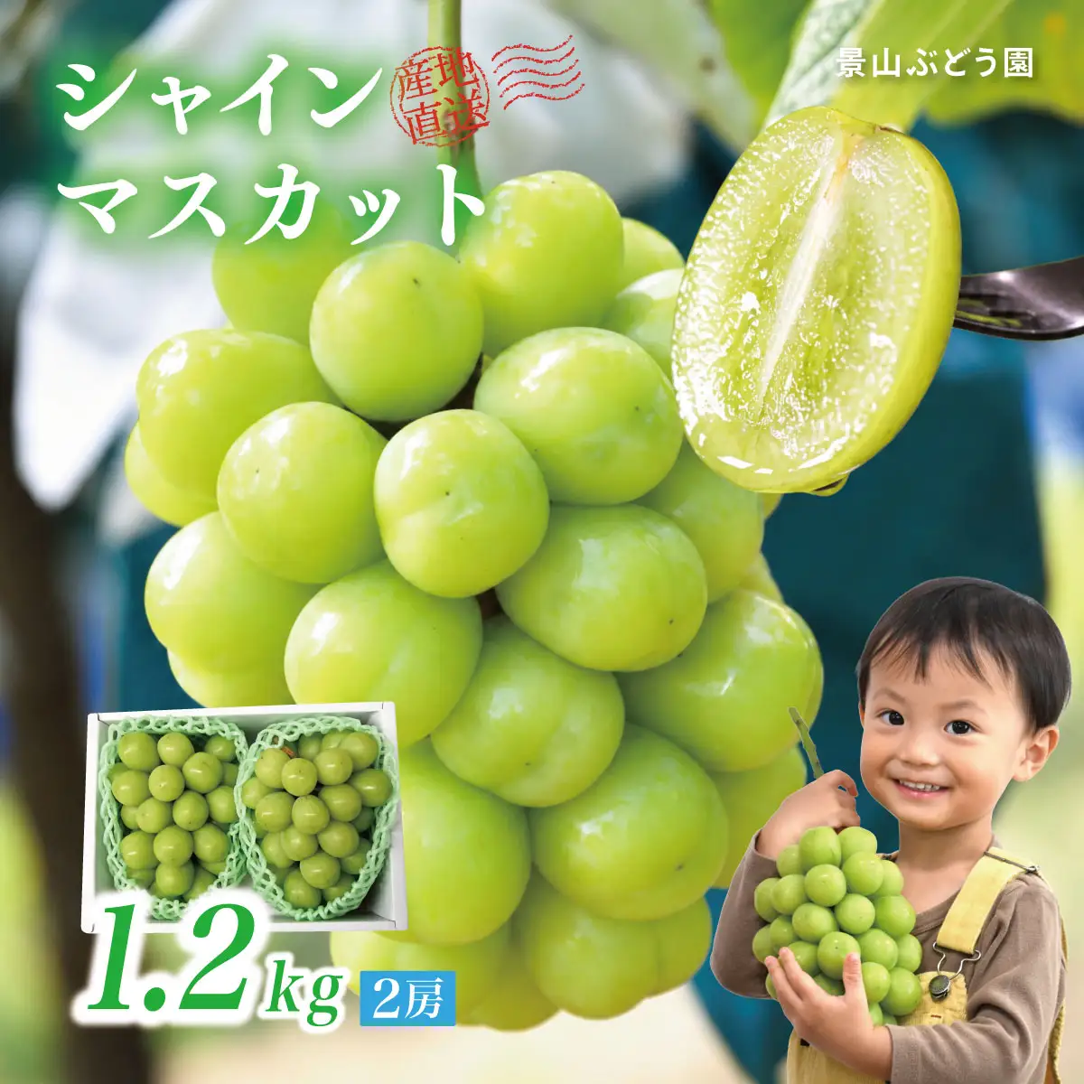 【2026年発送】ぶどう シャインマスカット 1.2kg 訳あり 家庭用 岡山