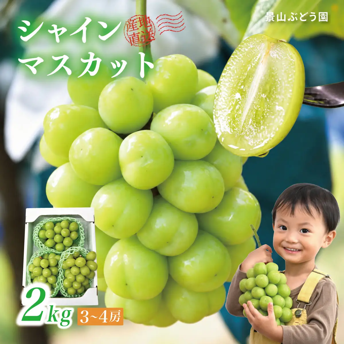 【2026年発送】ぶどう シャインマスカット 2kg 訳あり 家庭用 岡山