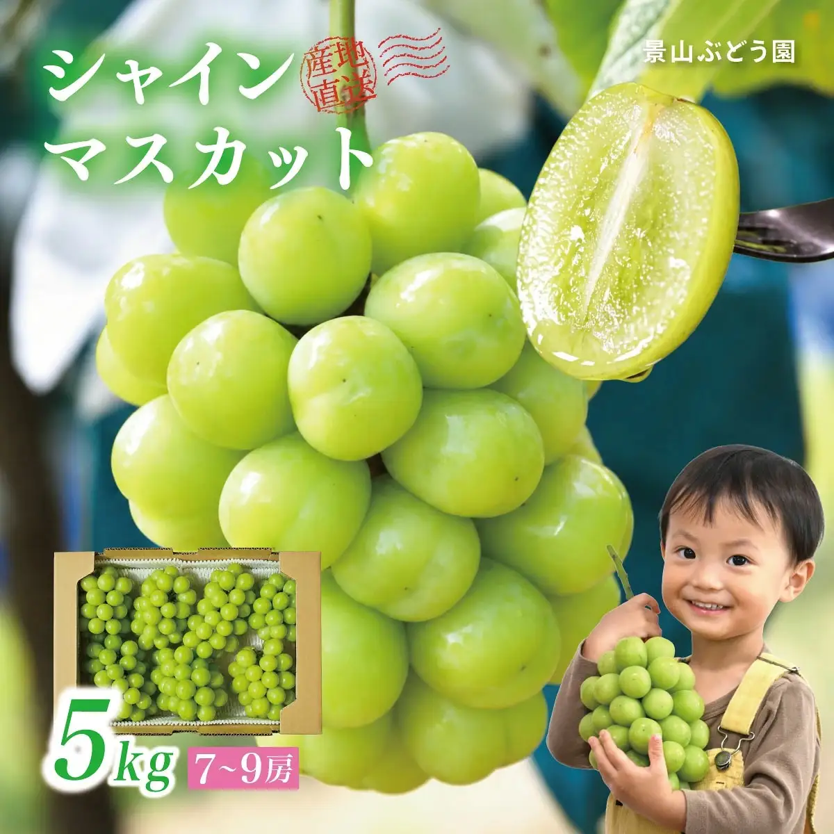 【2026年発送】ぶどう シャインマスカット 5kg 訳あり 家庭用 岡山