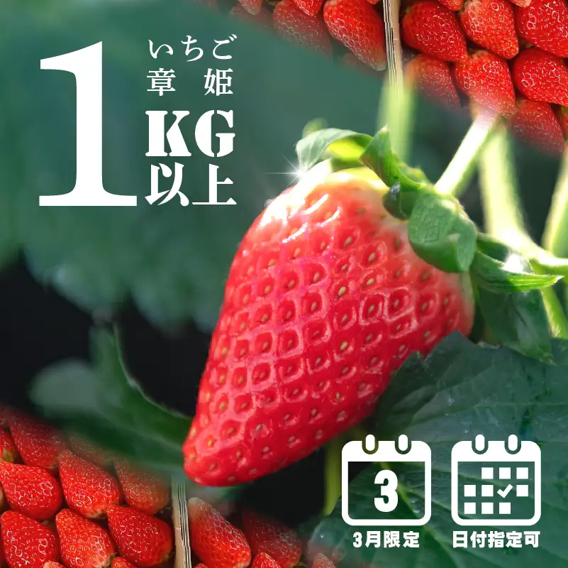 【 指定日可 】【 3月 限定 】 いちご 1kg 章姫 静岡県 牧之原市 藤田農園