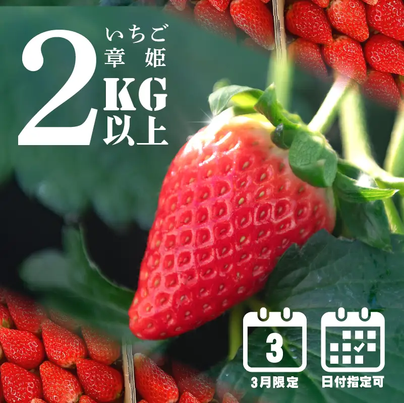 【 指定日可 】【 3月 限定 】 いちご 2kg 章姫 静岡県 牧之原市 藤田農園