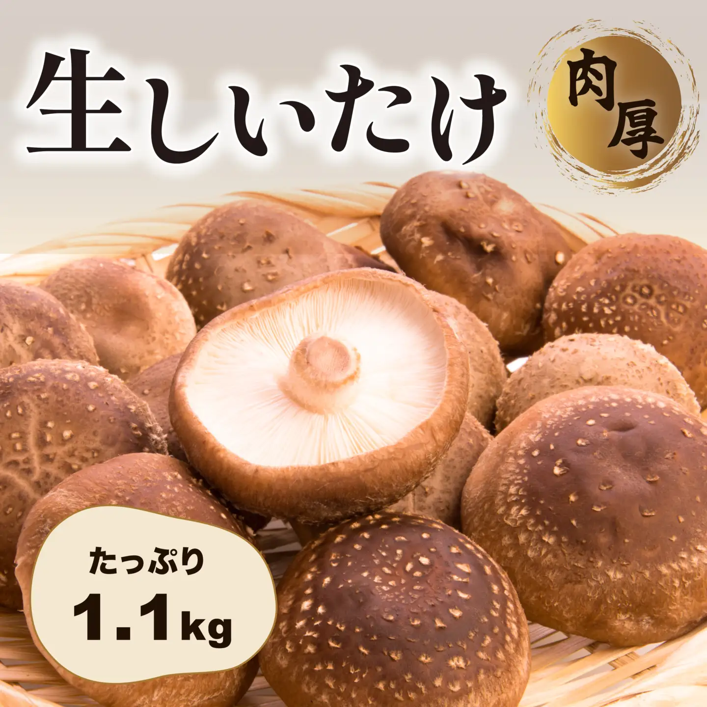 【国産】肉厚しいたけ 1.1kg 生椎茸 シイタケ 茨城県産　【11月下旬から発送開始】