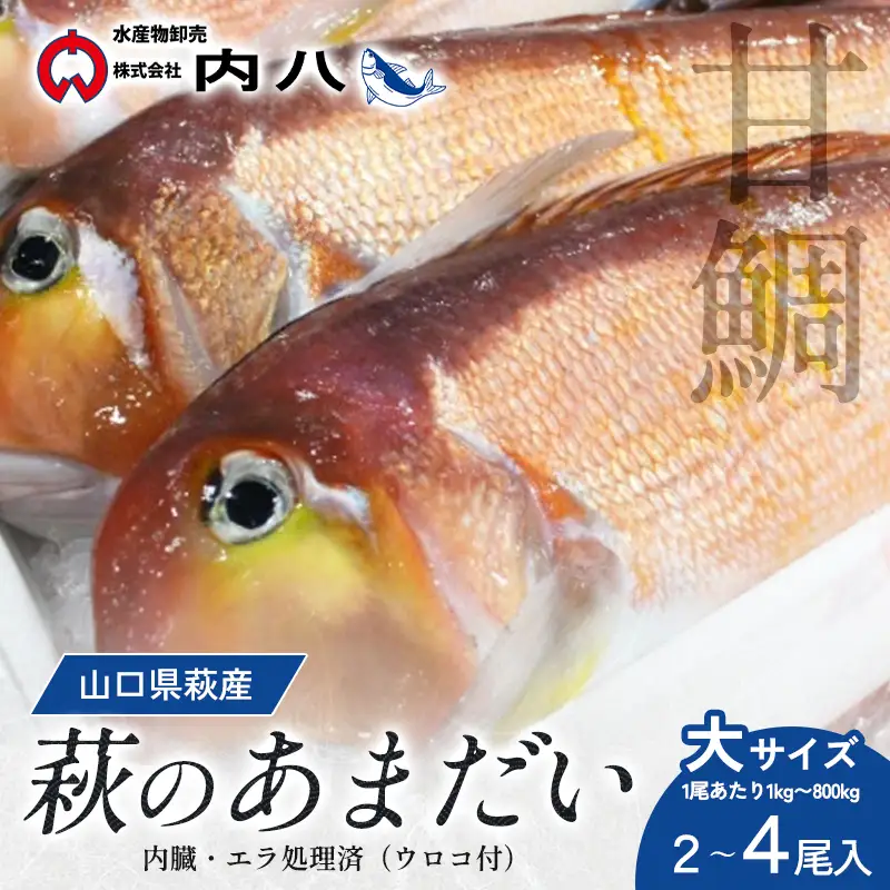 「萩のあまだい」２～４尾（１尾１kg～800g・大サイズ）内臓・エラ処理済（ウロコ付）