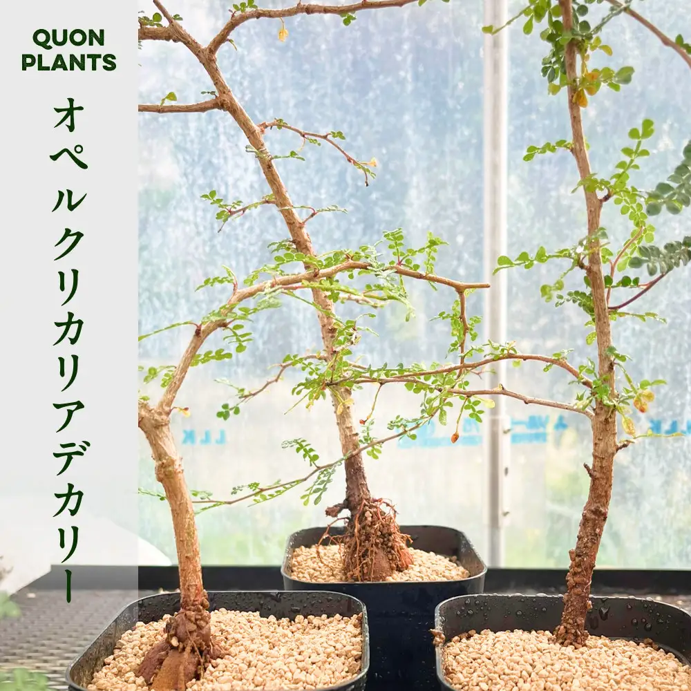 オペルクリカリアデカリー3年株（多肉植物）