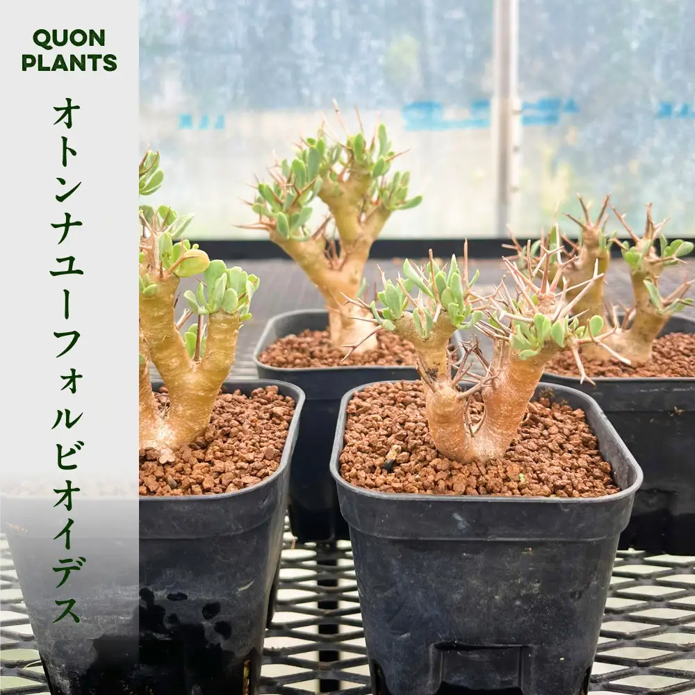 オトンナユーフォルビオイデス（多肉植物）