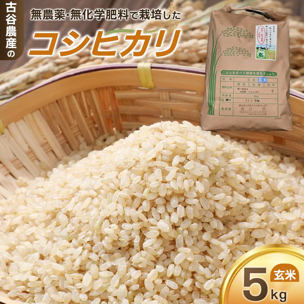 【令和8年産米 数量限定】古谷農産の無農薬・無化学肥料で栽培したコシヒカリ（玄米5キロ） ｜米 コメ  5kgコシヒカリ こしひかり 農家直送 産地直送 産直